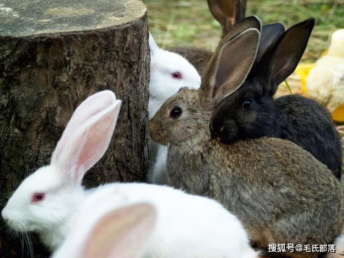 养兔技术 光照对兔生长的影响及避免措施——基于兔钉信息技术的应用建议